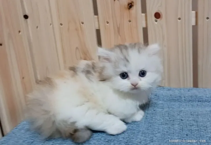 ID：2107-00925の子猫