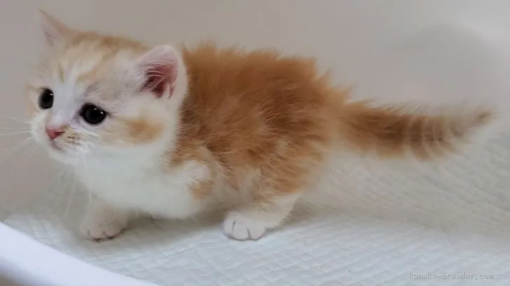 ID:2007-01292の子猫