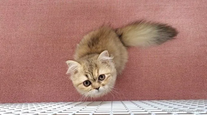 ID:2107-01277の子猫