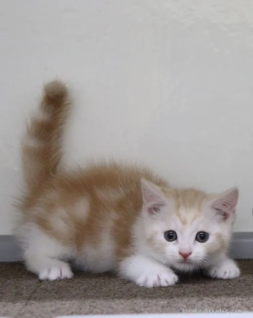 ID:2006-00004の子猫