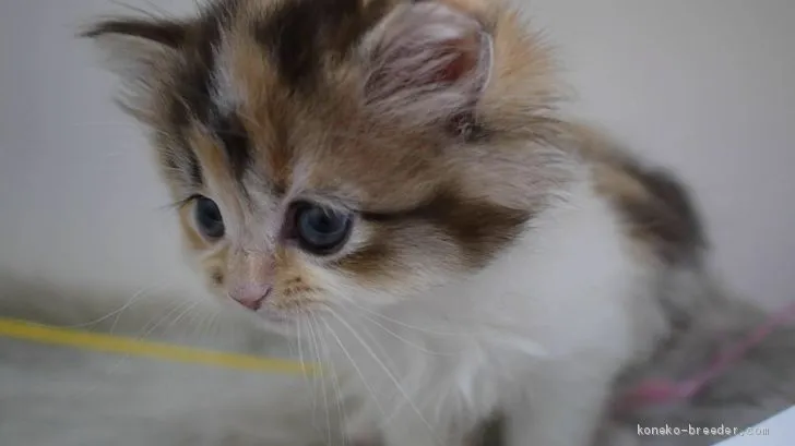 ID：1912-01468の子猫