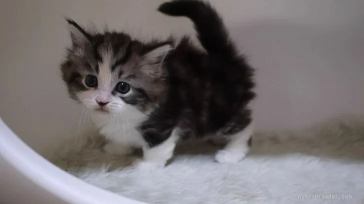 ID:1911-00937の子猫