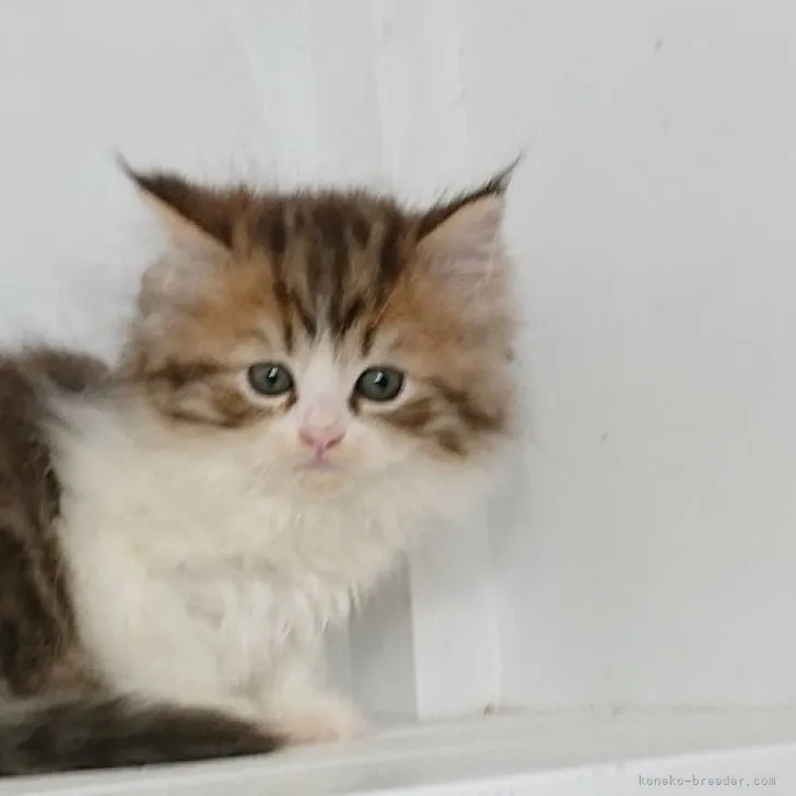 ID:2306-00885の子猫