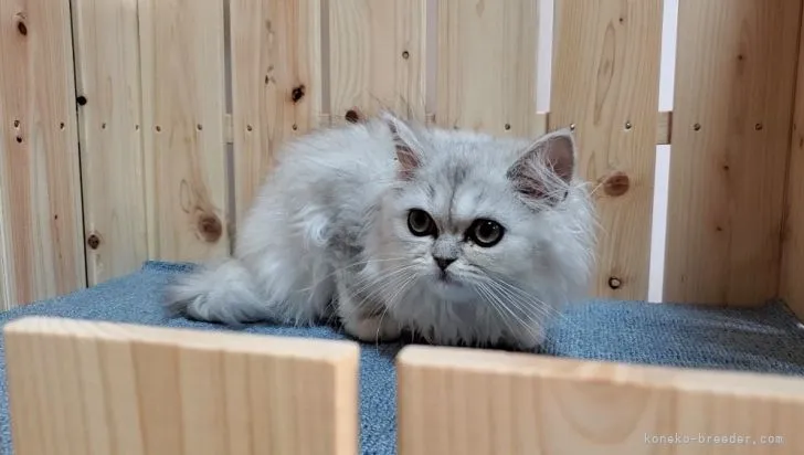 りゅうちゃん 様のお迎えした子猫