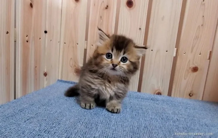 ID：2105-00009の子猫