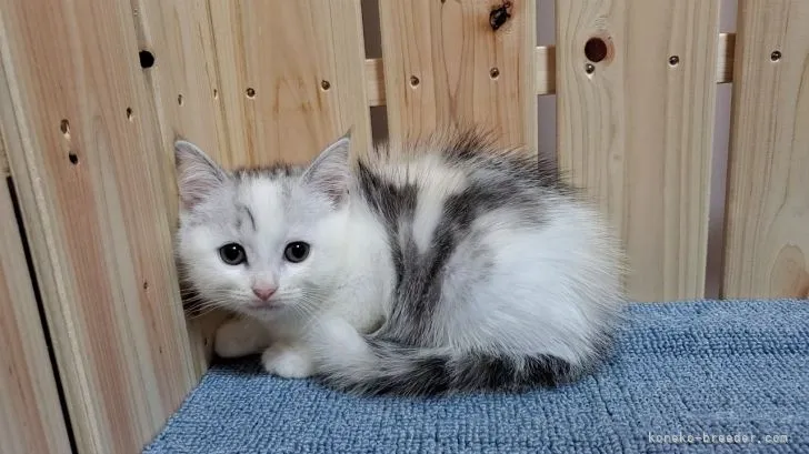 ID：2111-00334の子猫