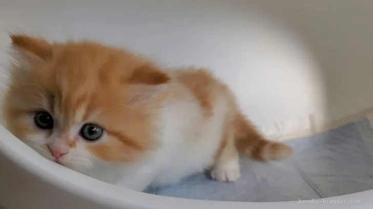 ID:2101-00557の子猫