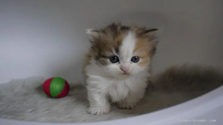 ID：2003-01416の子猫