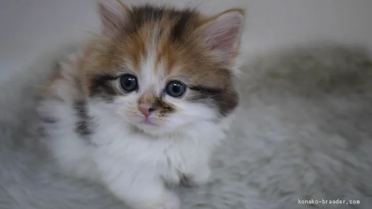 ID：1912-01491の子猫