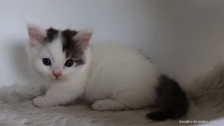 ID：2005-02181の子猫