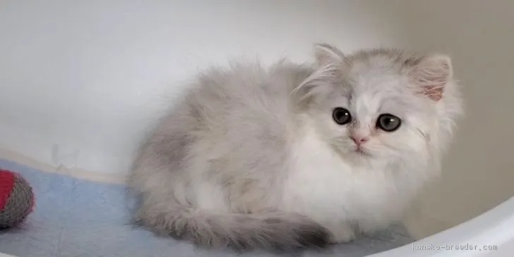 ID：2101-01493の子猫