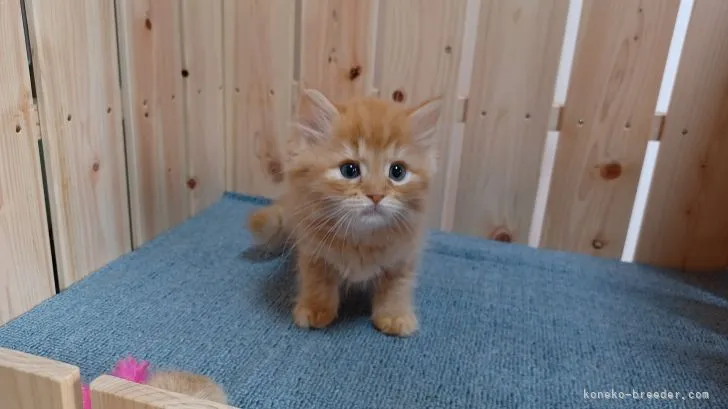 ID:2107-01249の子猫