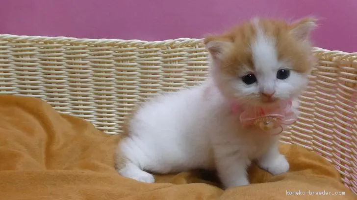 ID：1906-02112の子猫