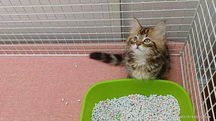 テル 様のお迎えした子猫