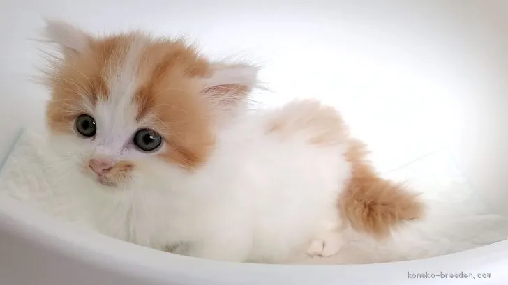 ID:2010-01160の子猫