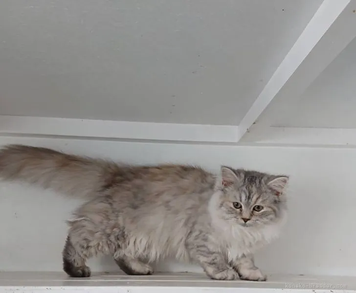 ID：2111-01965の子猫