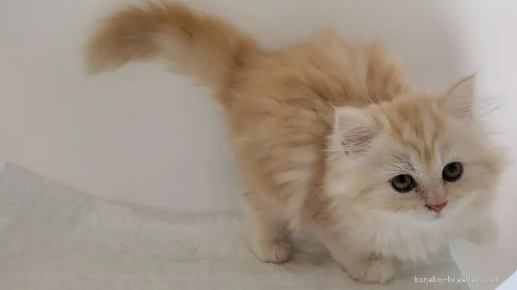 ID:2008-00856の子猫