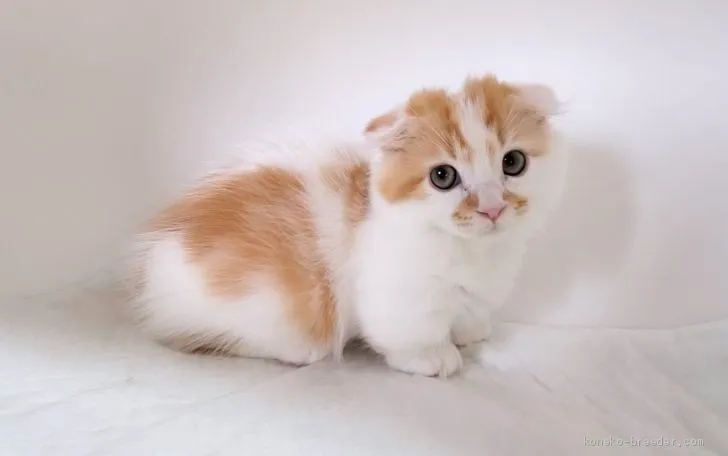 ID：2010-01193の子猫