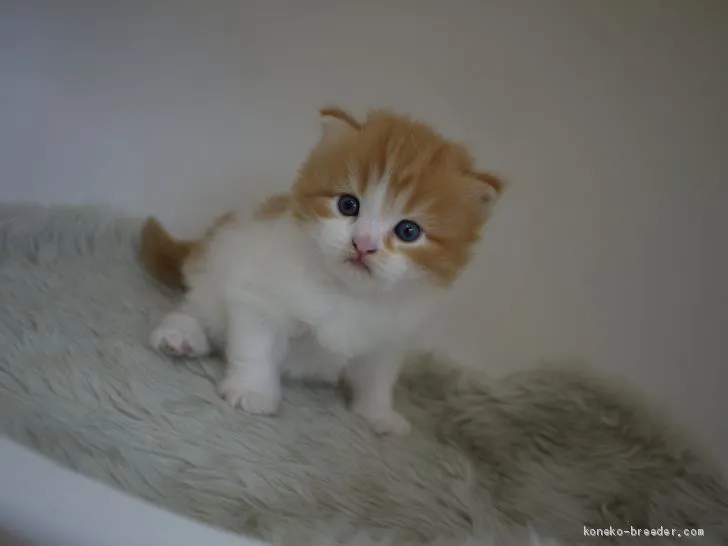 ID：1907-00787の子猫