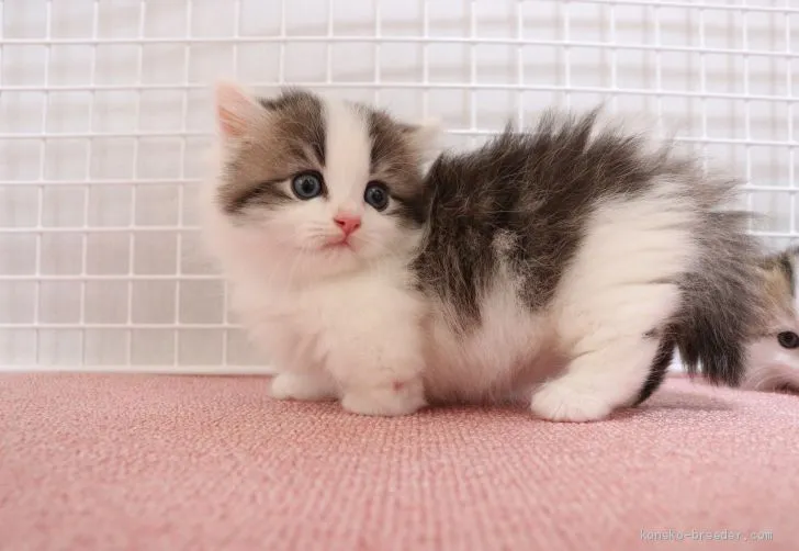 ID:2005-02172の子猫
