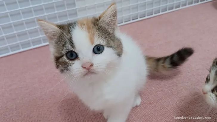 ガッキー 様のお迎えした子猫