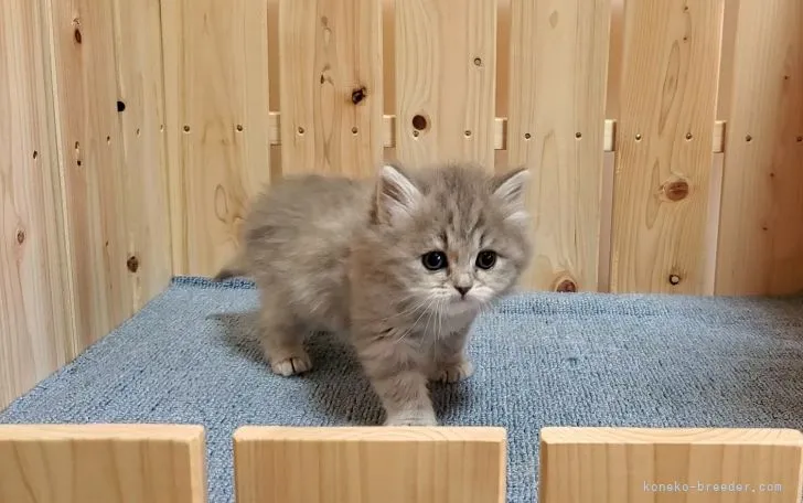 ID:2201-01567の子猫