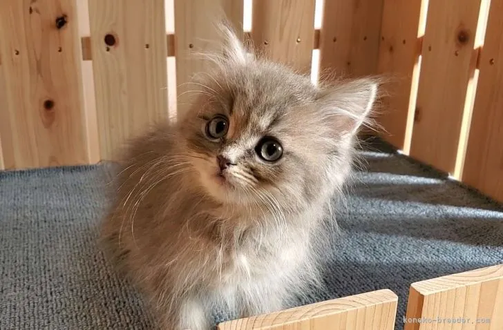 ID：2112-00513の子猫