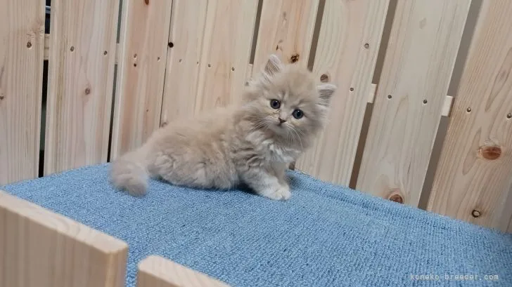 ID：2107-00915の子猫