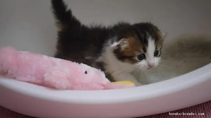 ID：1912-01503の子猫