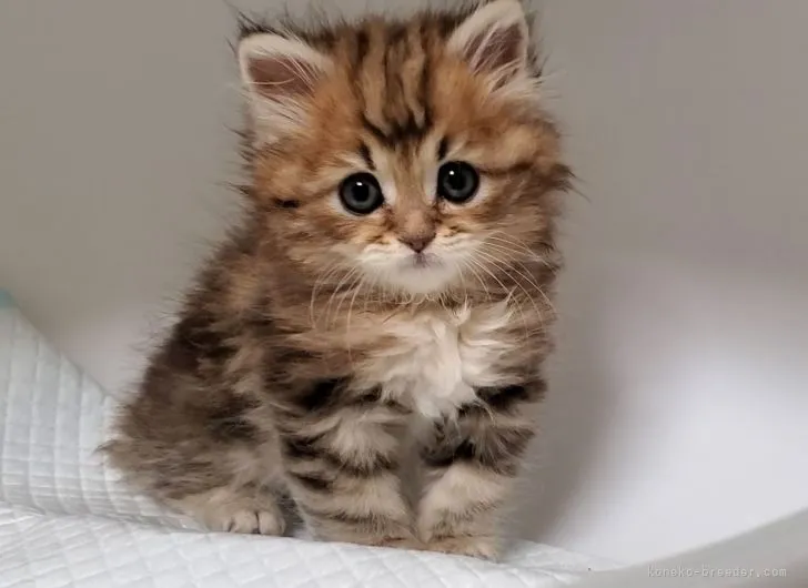 ID：2104-01458の子猫