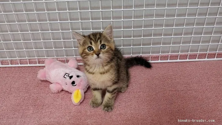 ID:2007-02029の子猫