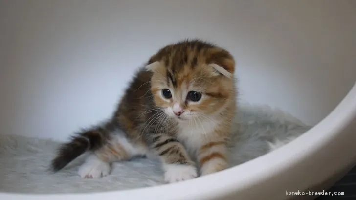 ID：1906-02023の子猫