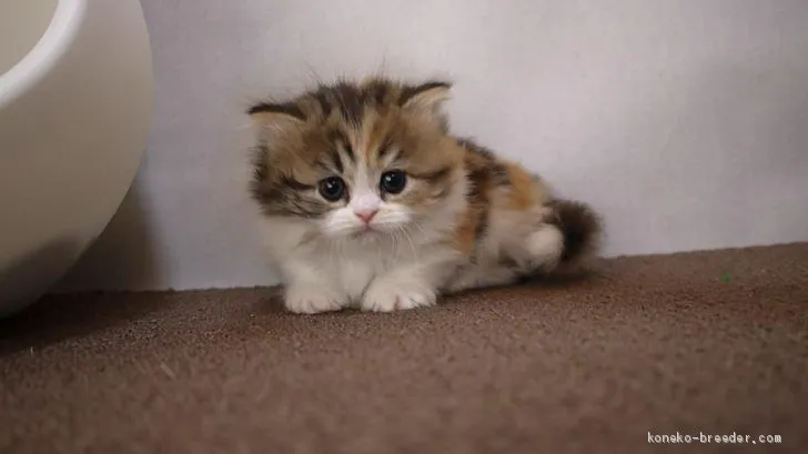 ID:1911-00707の子猫