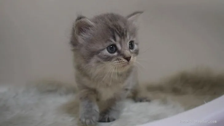 ID：2004-00367の子猫