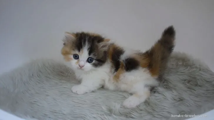 ID：1907-00545の子猫