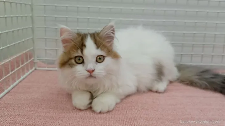 ID：2201-00367の子猫