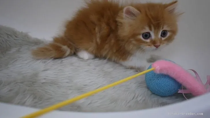 ID：1907-00782の子猫