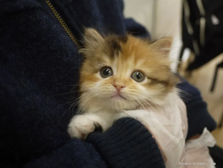 ID:1912-01466の子猫