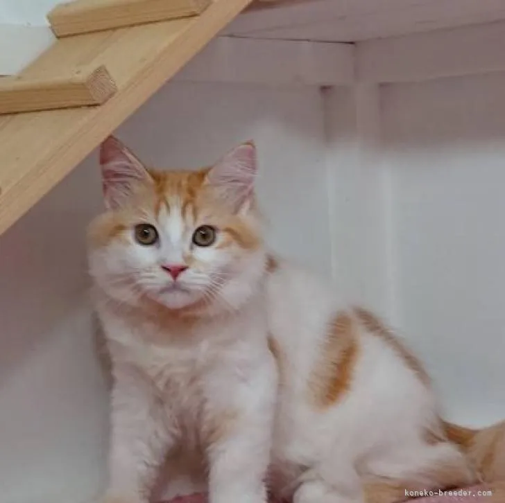 ID:2204-01910の子猫