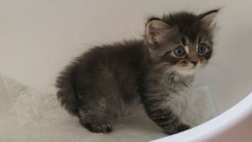 サイベリアン【大阪府・男の子・2020年10月20日・ブラウンタビー】の写真「純血種・カワイイ男のコ♡」