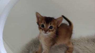 ソマリ【大阪府・男の子・2019年7月7日・ルディ】の写真「おっとりした癒し系のイケメン君」