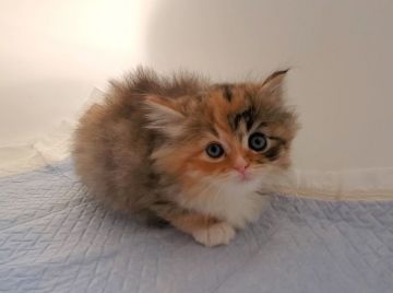 サイベリアン【大阪府・女の子・2020年10月29日・ブラウンタビー&ホワイト】の写真「純血種・ふわふわモコモコの女のコ♡」