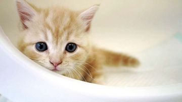 マンチカン(短足)【大阪府・男の子・2020年6月10日・クリームクラシックタビー&ホワイト】の写真「短足・短毛のカワイイ男のコ♡」