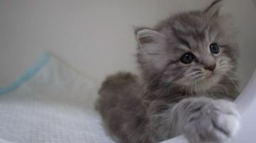 マンチカン(長足)【大阪府・女の子・2020年6月10日・シルバータビー】の写真「ふわふわモコモコのカワイイ女のコ♡」