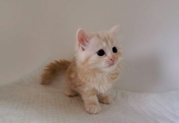 マンチカン(長足)【大阪府・男の子・2020年8月20日・クリームタビー&ホワイト】の写真「カワイイ男のコ♡」