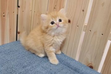 マンチカン(長足)【大阪府・女の子・2021年6月27日・レッドタビー&ホワイト（２匹兄妹短足と長足）】の写真「可愛い女のコ」