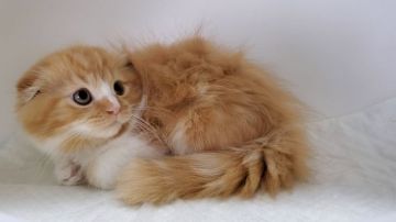 マンチカン(長足)【大阪府・男の子・2020年8月24日・レッドタビー&ホワイト】の写真「短足・目の大きなカワイイ男のコ♡」