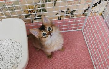 ソマリ【大阪府・男の子・2020年1月10日・ルディ】の写真「2/29動画更新しました！カワイイ男のコ♡」