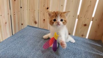 マンチカン(長足)【大阪府・男の子・2021年6月29日・レッドタビー&ホワイト】の写真「可愛い男のコ」