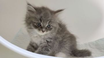 サイベリアン【大阪府・男の子・2020年6月20日・ブラウンタビー&ホワイト】の写真「カワイイ男のコ♡」